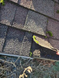 lifting shingle with moss growth